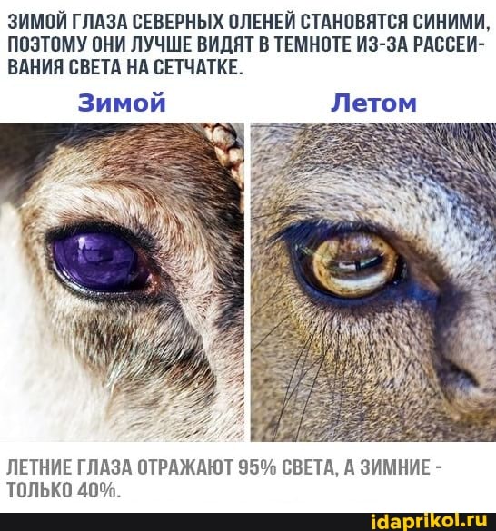 ЗИМОЙ ГЛАЗА СЕВЕРНЫХ ОЛЕНЕЙ СТАНОВЯТСЯ СИНИМИ,
ПОЭТОМУ ОНИ ЛУЧШЕ ВИДЯТ В ТЕМНОТЕ ИЗ-ЗА РАССЕИ-
ВАНИЯ СВЕТА НА СЕТЧАТКЕ.
Зимой Летом
ЛЕТНИЕ ГЛАЗА ОТРАЖАЮТ 95% СВЕТА, А ЗИМНИЕ -
ТОЛЬКО 40%.