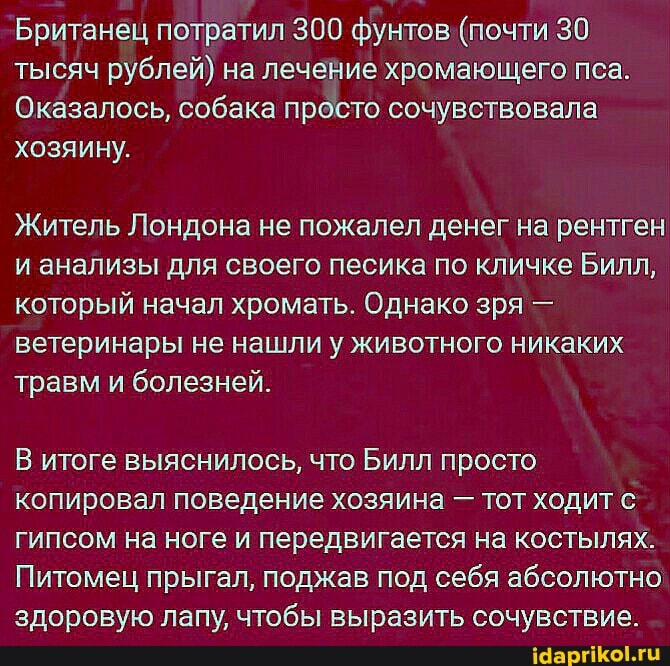Британец потратил 300 фунтов (почти 30 тысяч рублей) на лечение хромающего пса.
Оказалось, собака просто сочувствовала хозяину.
Житель Лондона не пожалел денег на рентген и анализы для своего песика по кличке Билл, который начал хромать. Однако зря - ветеринары не нашли у животного никаких травм и болезней.
В итоге выяснилось, что Билл просто копировал поведение хозяина - тот ходит гипсом на ноге и передвигается на костылях.
Питомец прыгал, поджав под себя абсолютно здоровую лапу, чтобы выразить сочувствие.