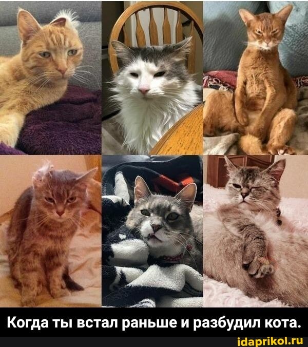 Когда ты встал раньше и разбудил кота. - Когда ты встал раньше и разбудил кота.