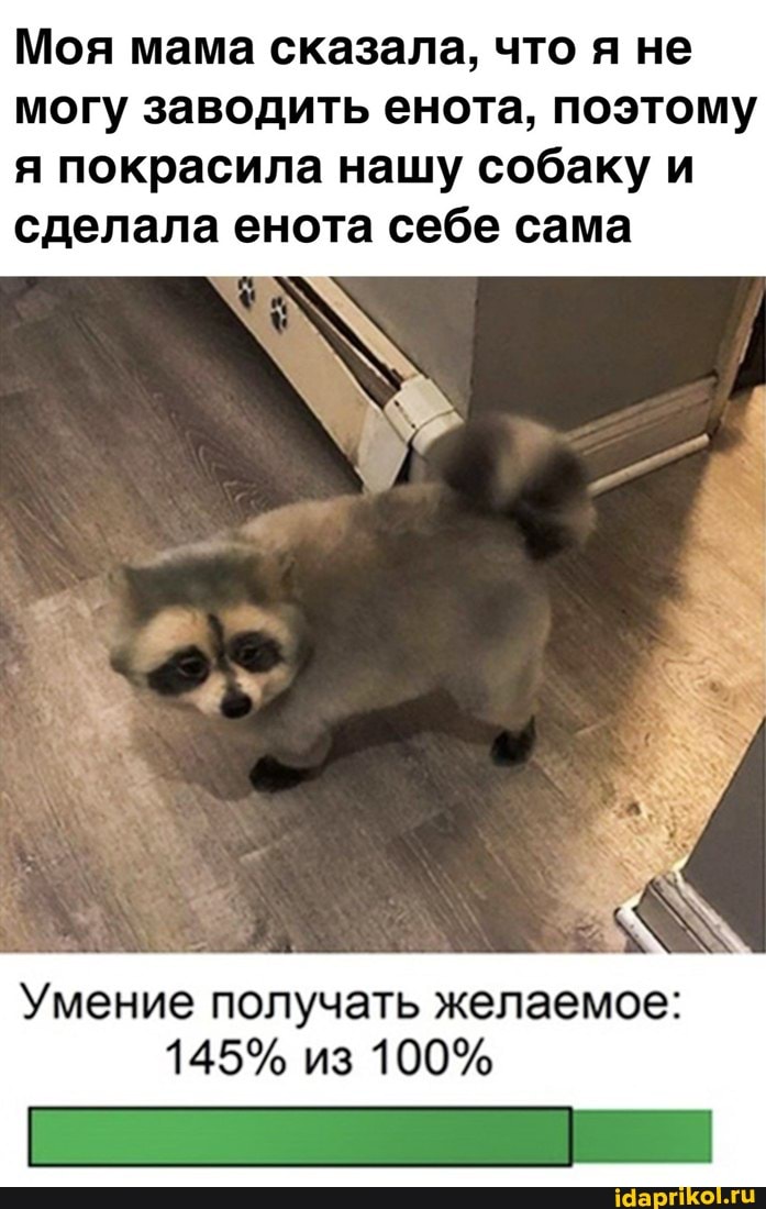 Моя мама сказала, что я не могу заводить енота, поэтому я покрасила нашу собаку и
сделала енота себе сама
Умение получать желаемое:
145% из 100%