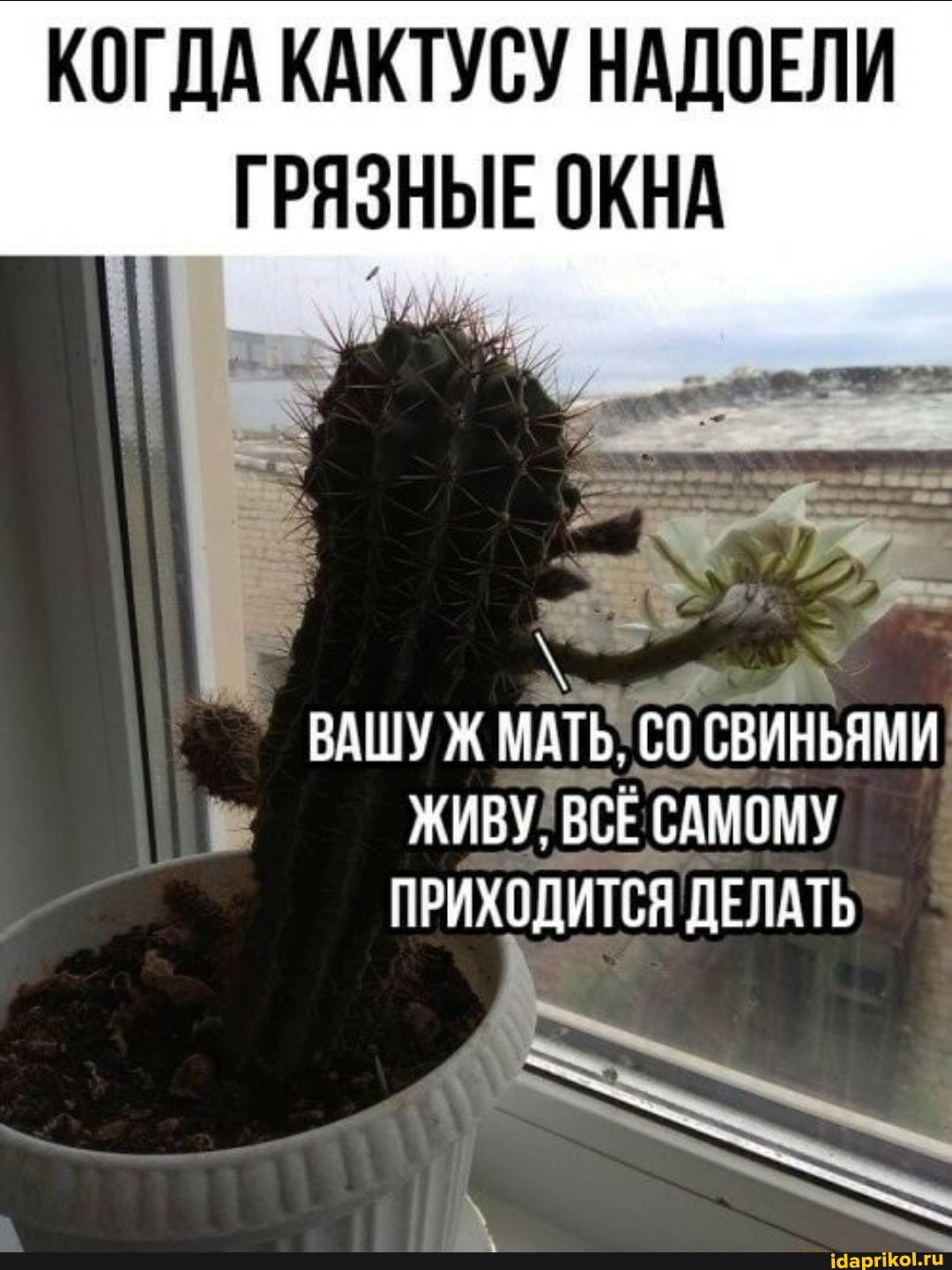 КОГДА КАКТУСУ НАДОЕЛИ
ГРЯЗНЫЕ ОКНА
ВАШУ Ж МАТЬ. СО СВИНЬЯМИ ЖИВУ. ВСЕ САМОМУ ПРИХОДИТСЯ ДЕЛАТЬ