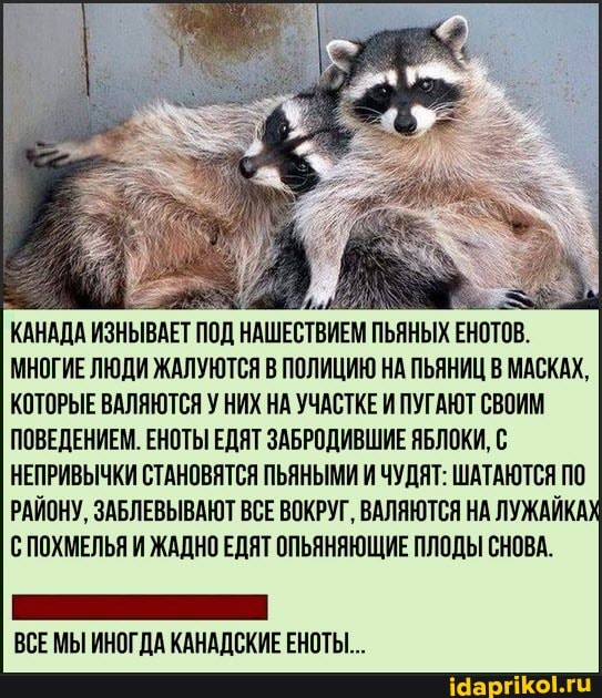 КАНАДА ИЗНЫВАЕТ ПОД НАШЕСТВИЕМ ПЬЯНЫХ ЕНОТОВ.
МНОГИЕ ЛЮДИ ЖАЛУЮТСЯ В ПОЛИЦИЮ НА ПЬЯНИЦ В МАСКАХ,
КОТОРЫЕ ВАЛЯЮТСЯ У НИХ НА УЧАСТКЕ И ПУГАЮТ СВОИМ ПОВЕДЕНИЕМ. ЕНОТЫ ЕДЯТ ЗАБРОДИВШИЕ ЯБЛОКИ, С НЕПРИВЫЧКИ СТАНОВЯТСЯ ПЬЯНЫМИ И ЧУДЯТ: ШАТАЮТСЯ ПО РАЙОНУ, ЗАБЛЕВЫВАЮТ ВСЕ ВОКРУГ, ВАЛЯЮТСЯ НА ЛУЖАЙКАХ С ПОХМЕЛЬЯ И ЖАДНО ЕДЯТ ОПЬЯНЯЮЩИЕ ПЛОДЫ СНОВА.
ВСЕ МЫ ИНОГДА КАНАДСКИЕ ЕНОТЫ..