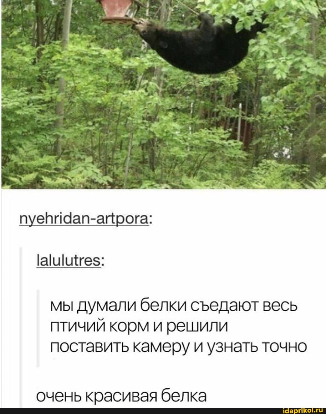 nyehridan-artpora:
мы думали белки съедают весь
птичий корм и решили
поставить камеру и узнать точно
очень красивая белка