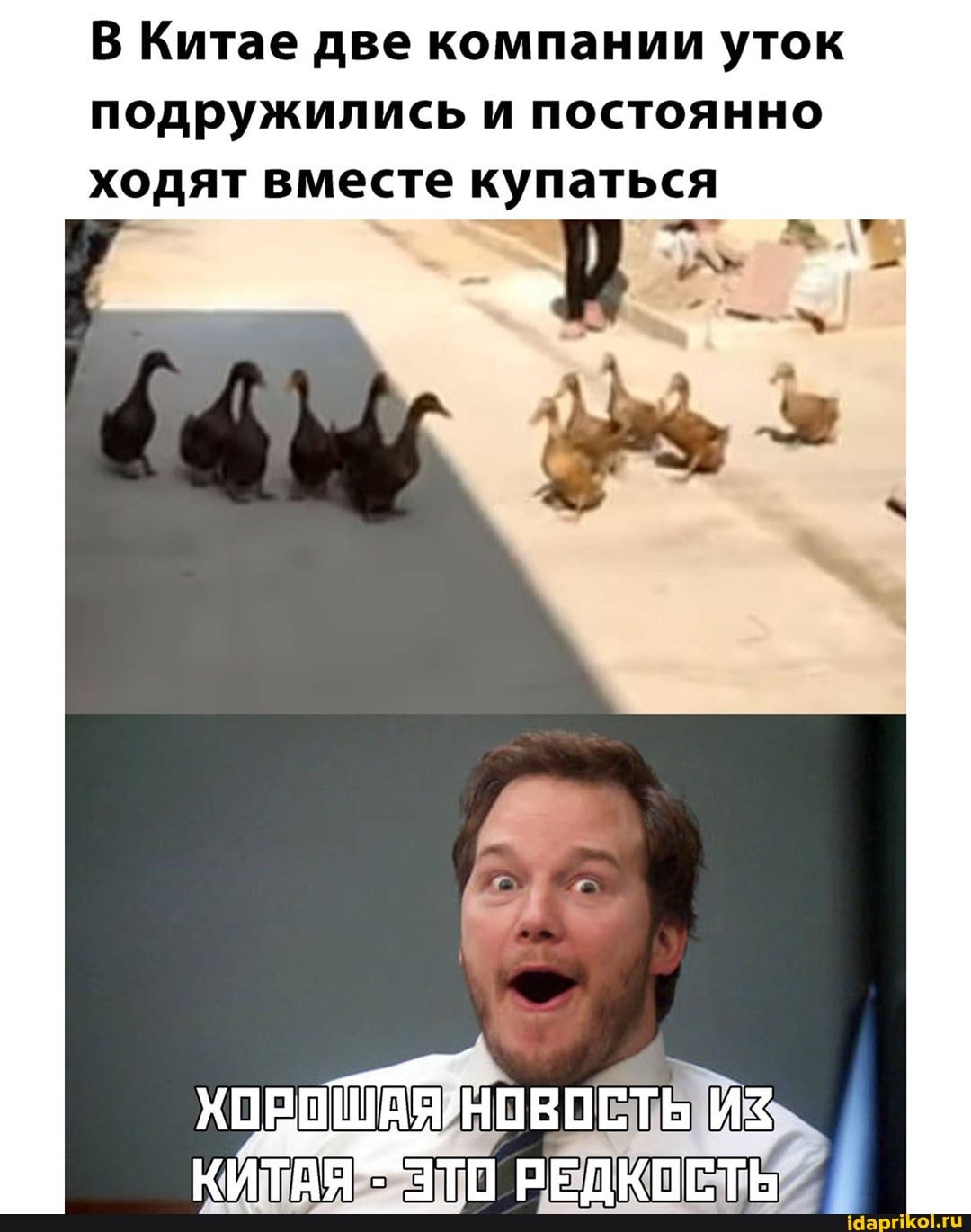 В Китае две компании уток
подружились и постоянно
ходят вместе купаться