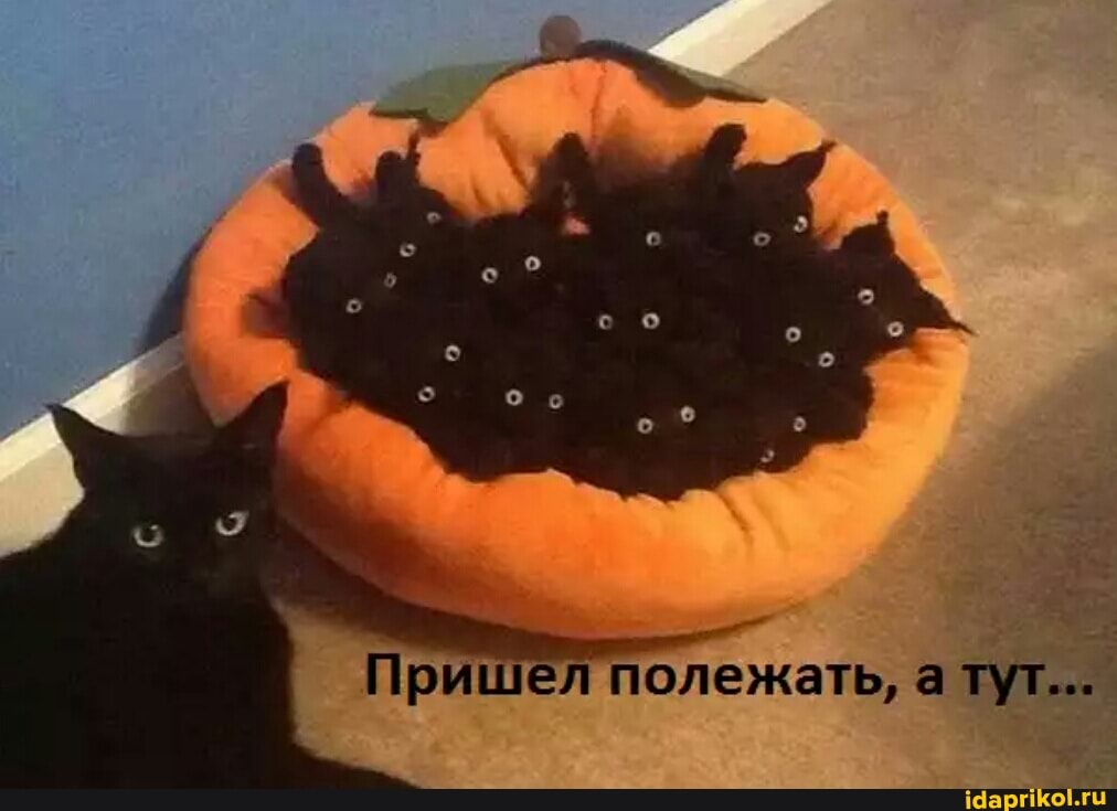 Пришел полежать, а тут...