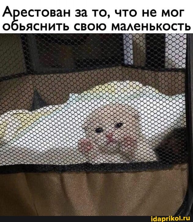 Арестован за то, что не мог
обьяснить свою мал
еньк
ОСТЬ