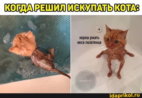 КОГДАРЕШИЛИЕКУПАТЬ КОТА:
хорош неси полотенце