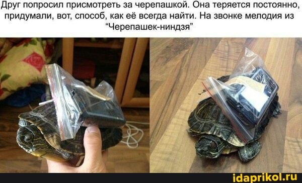 Друг попросил присмотреть за черепашкой. Она теряется постоянно, придумали, вот, способ, как её всегда найти. На звонке мелодия из
"Черепашек-ниндзя"