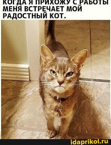КОТДАЛЯ ПР УССР МЕНЯ ВСТРЕЧАЕТ МОЙ РАДОСТНЫЙ КОТ.