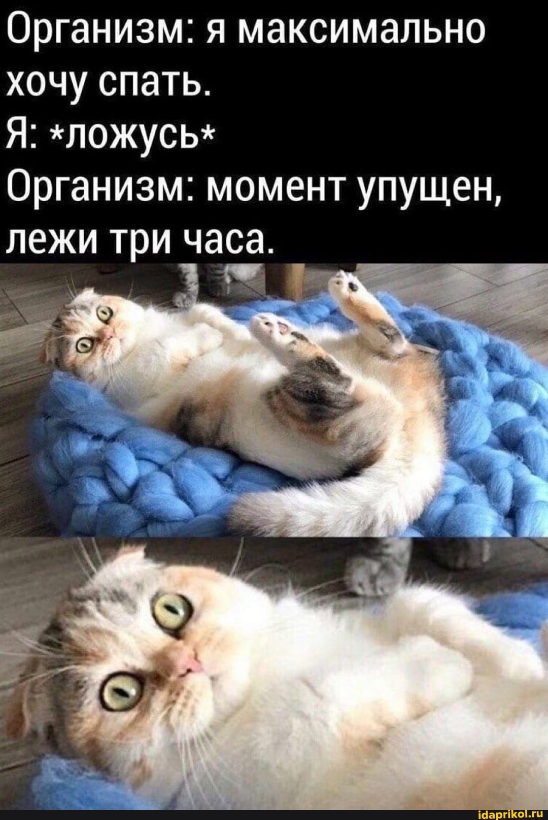 Организм: я максимально хочу спать.
Я: "ложусь*
Организм: момент упущен, лежи три часа.