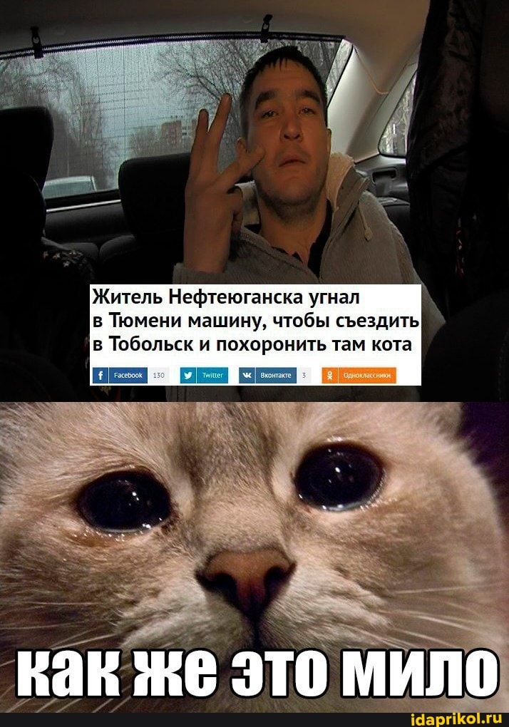 Житель Нефтеюганска угнал
в Тюмени машину, чтобы съездить
в Тобольск и похоронить там кота
как
же
это мило