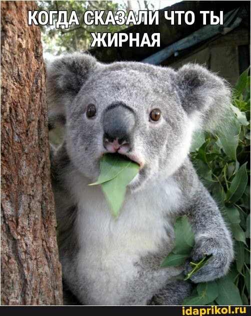 КОГДА
СКАЗАЛИ ЧТО ТЫ
ЖИРНАЯ
