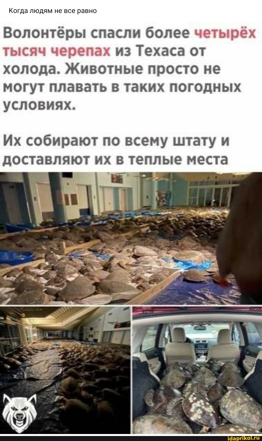 Когда людям не все равно
Волонтёры спасли более четырёх тысяч черепах из Техаса от холода. Животные просто не могут плавать в таких погодных условиях.
Их собирают по всему штату и доставляют их в теплые места
