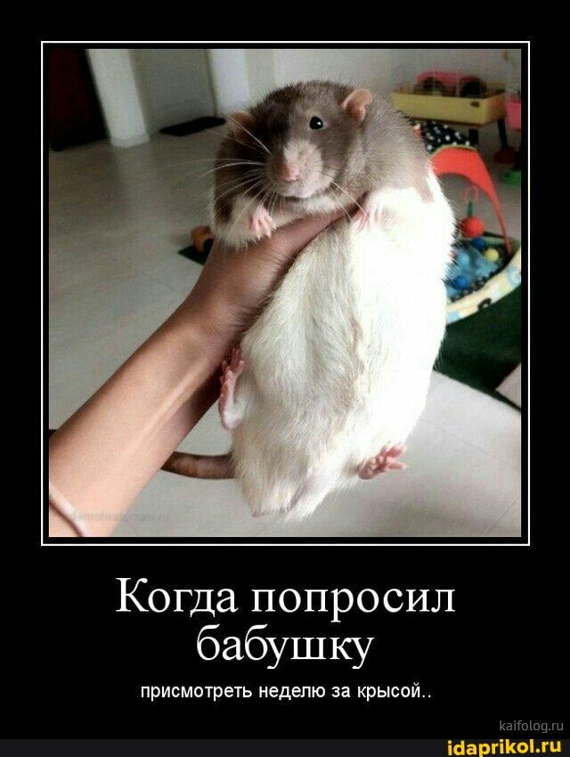 Когда попросил бабушку
присмотреть неделю за крысой..