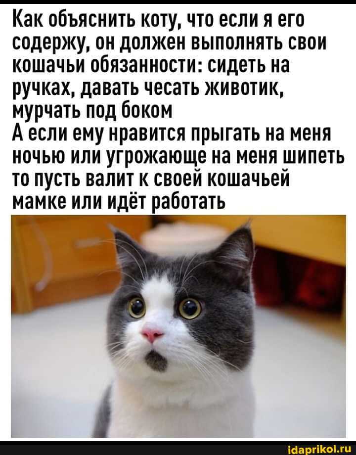 Как обяснить коту, что если я его содержу, он должен выполнять свои кошачьи обязанности: сидеть на ручках, давать чесать животик, мурчать под боком
Аесли ему нравится прыгать на меня ночью или угрожающе на меня шипеть то пусть валит к своей кошачьей мамке или идёт работать