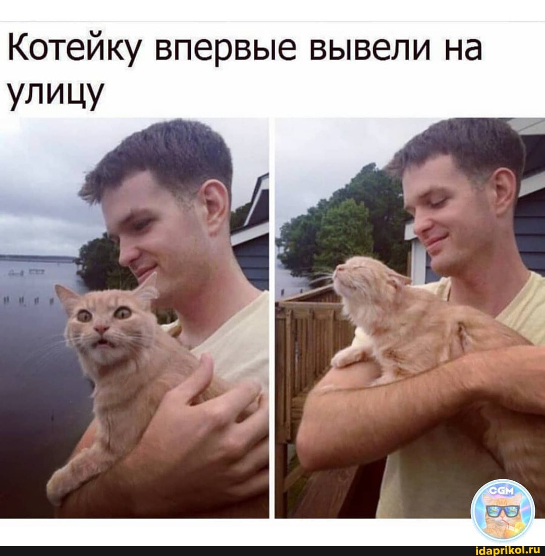 Котейку впервые вывели на улицу