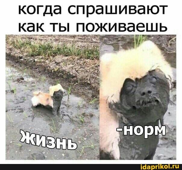когда спрашивают как ты поживаешь