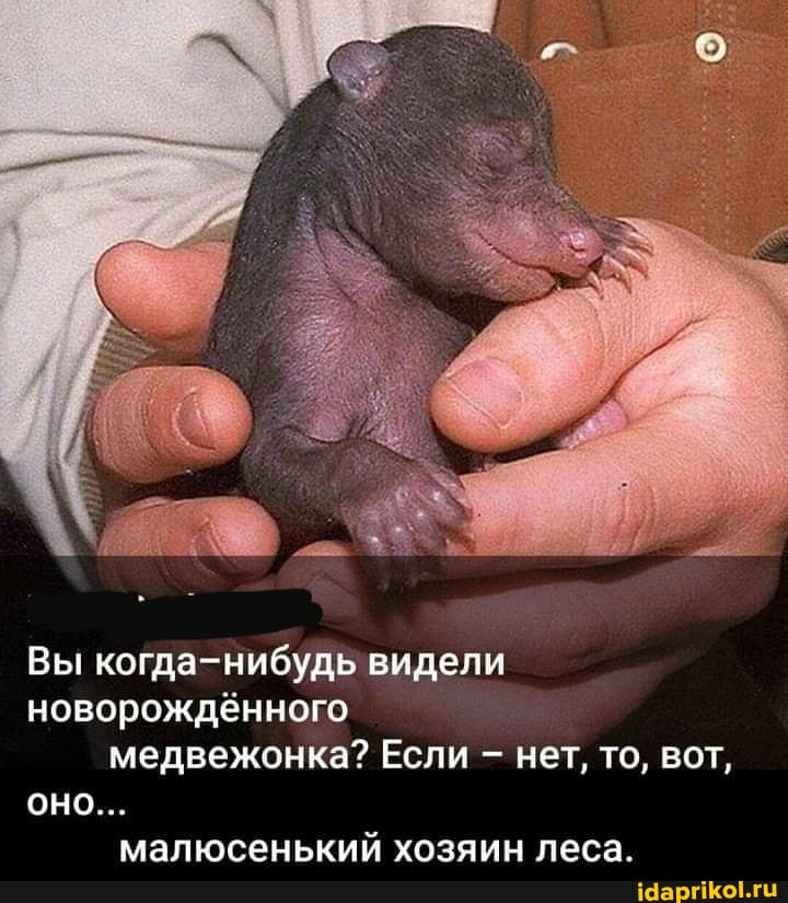 Вы когда-нибудь видели новорожденного
медвежонка? Если - нет, то, вот,
ОНО...
малюсенький хозяин леса.
