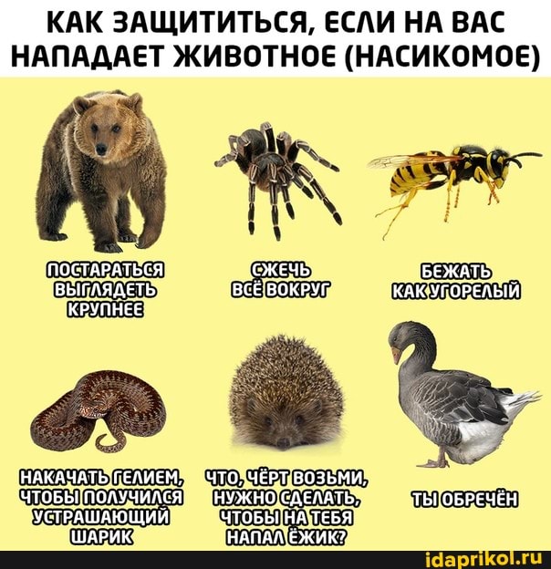 КАК ЗАЩИТИТЬСЯ, ЕСЛИ НА ВАС
НАПАДАЕТ ЖИВОТНОЕ (НАСИКОМОЕ)