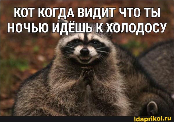 КОТ КОГДА ВИДИТ ЧТО ТЫ НОЧЬЮ ИДЕШЬ К ХОЛОДОСУ