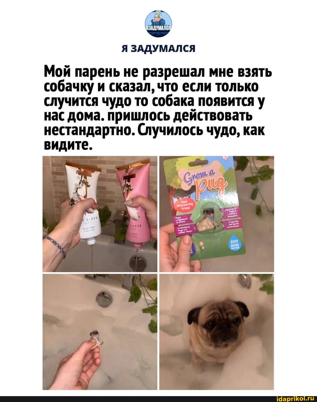 Я ЗАДУМАЛСЯ
Мой парень не разрешал мне взять собачку и сказал, что если только случится чудо то собака появится у нас дома. пришлось действовать нестандартно. Случилось чудо, как видите.