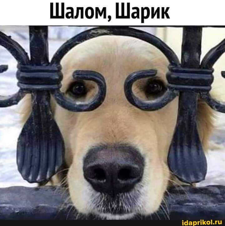 Шалом, Шарик
