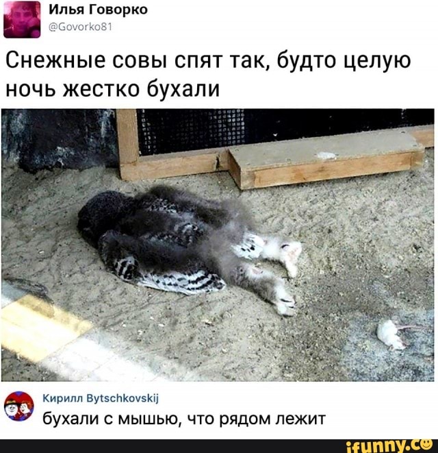 г
Снежные совы спят так, будто целую
ночь жестко бухали
бухали с мышью, что рядом лежит