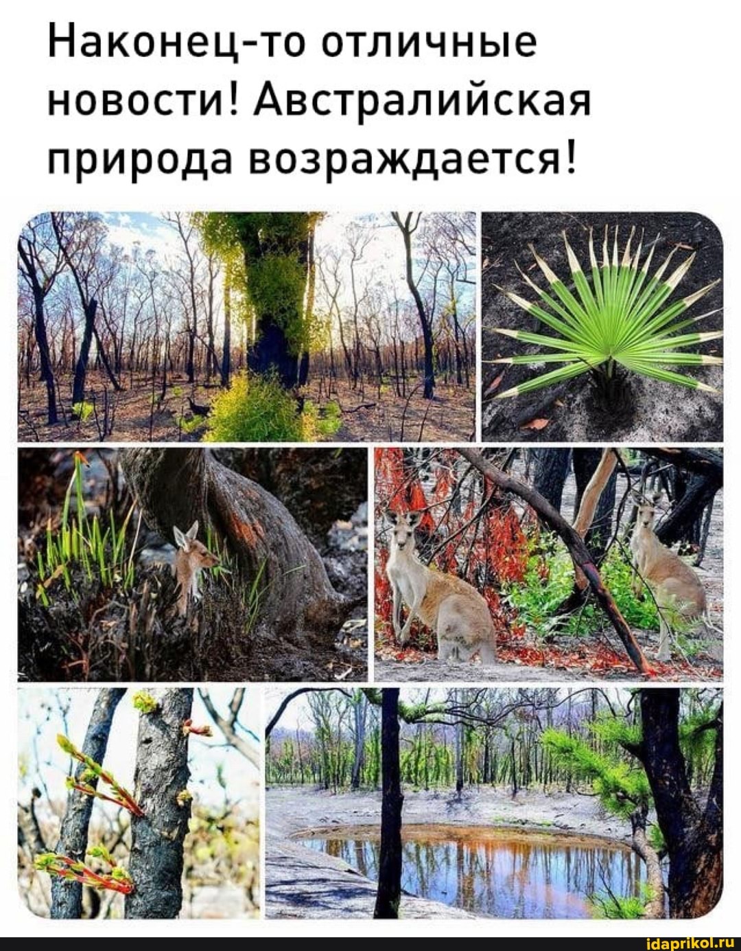 Наконец-то отличные новости! Австралийская природа возраждается!