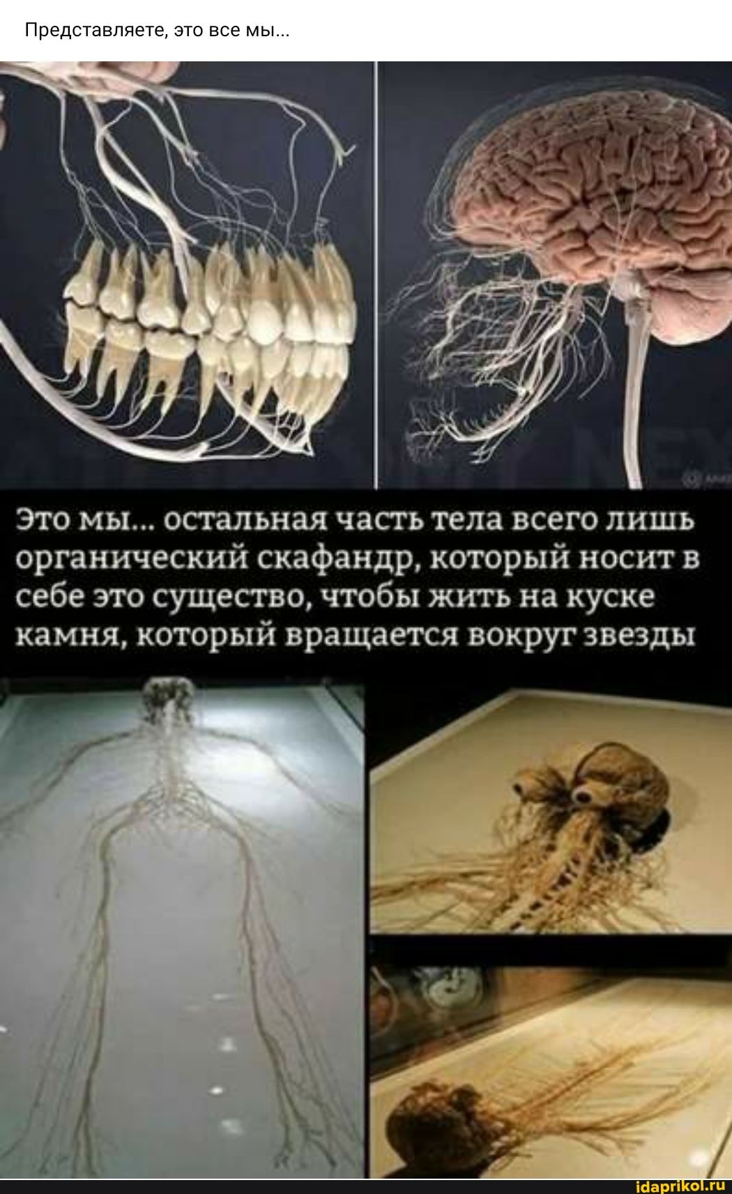 Представляете, это все мы...
Это мы... остальная часть тела всего лишь органический скафандр, который носит в себе это существо, чтобы жить на куске
камня, который вращается вокруг звезды