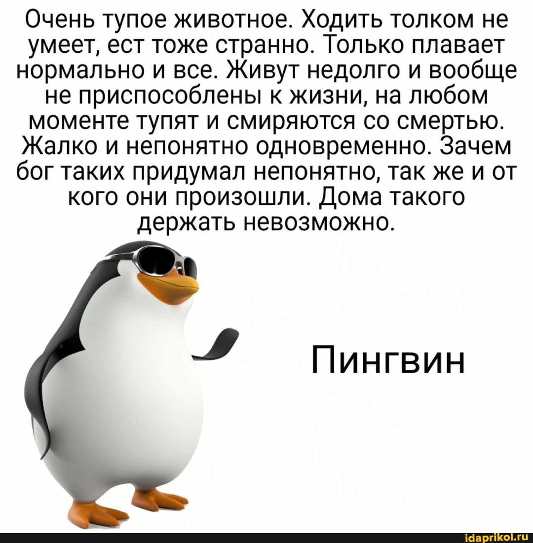 Очень тупое животное. Ходить толком не умеет, ест тоже странно. Только плавает нормально и все. Живут недолго и вообще не приспособлены к жизни, на любом моменте тупят и смиряются со смертью.
Жалко и непонятно одновременно. Зачем бог таких придумал непонятно, так же и от кого они произошли. Дома такого держать невозможно.
Пингвин