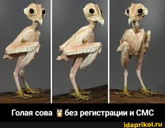 Голая сова без регистрации и СМС - Голая сова 🦉без регистрации и СМС