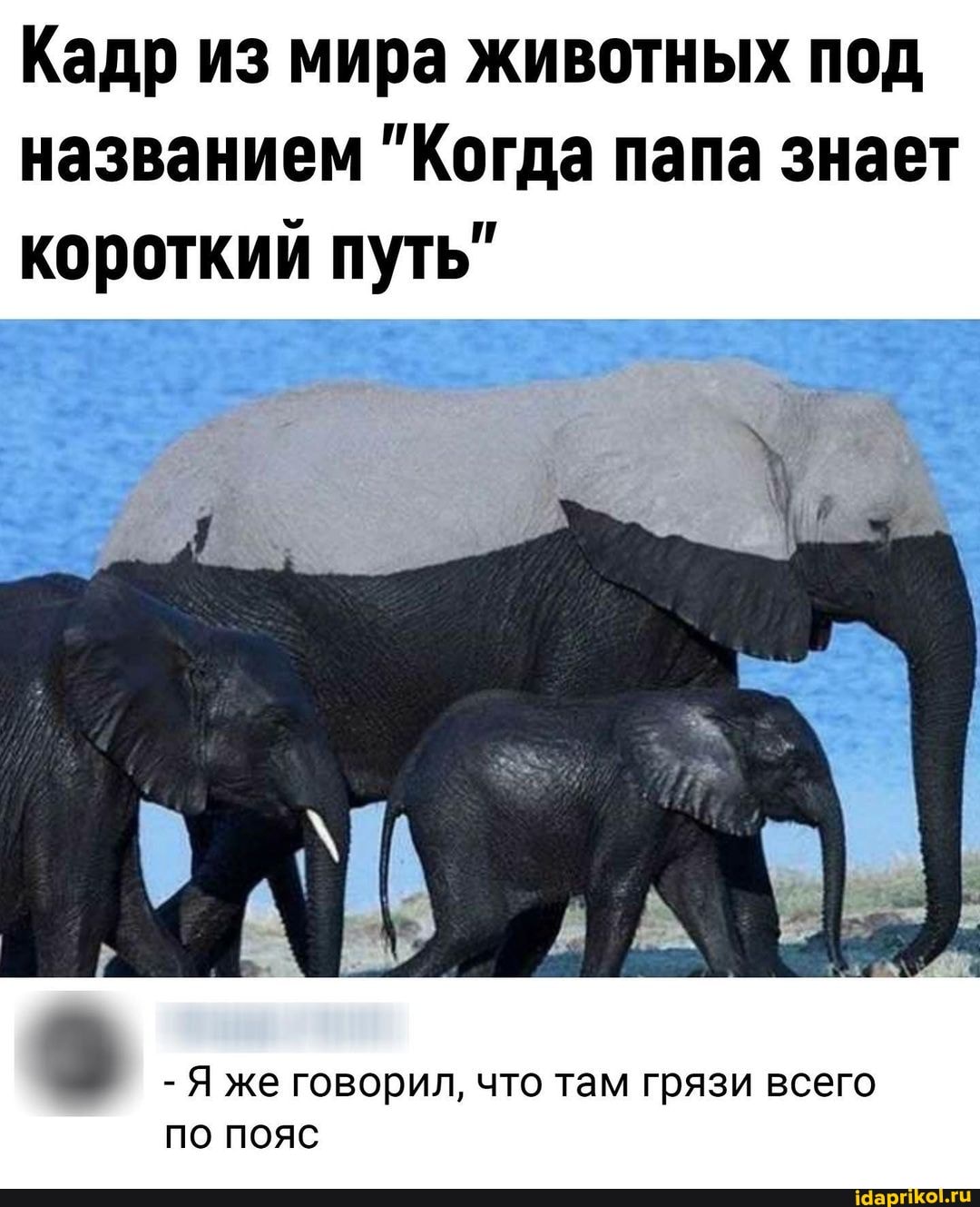 Кадр из мира животных под названием "Когда папа знает короткий путь"
-Я же говорил, что там грязи всего по пояс