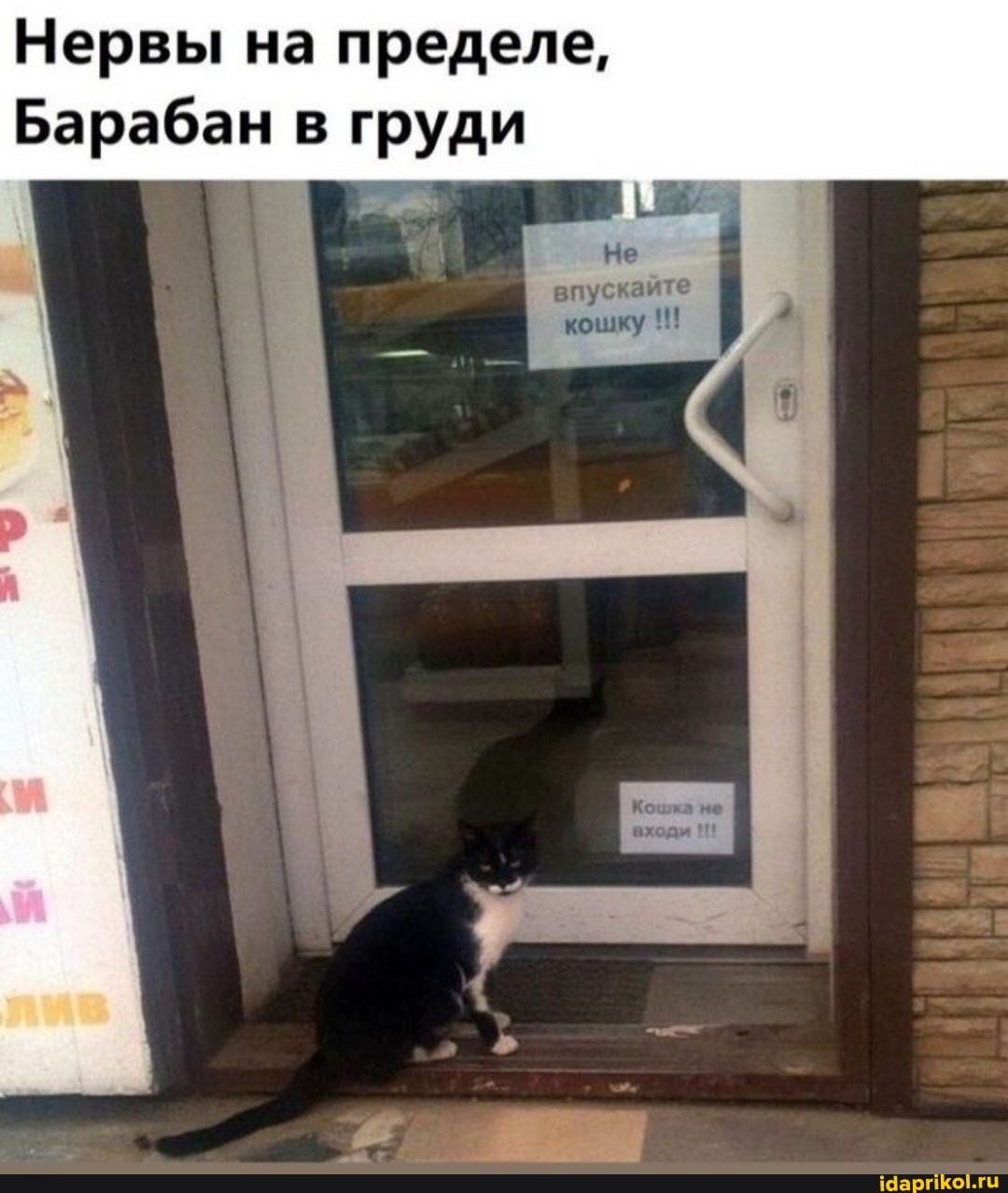 Нервы на пределе,
Барабан в груди
Не впускайте кошку