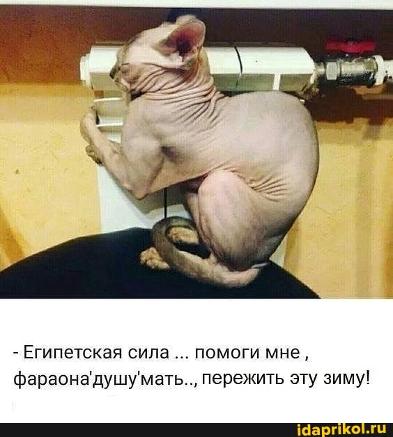- Египетская сила... помоги мне, фараона'душу'мать.., пережить эту зиму!