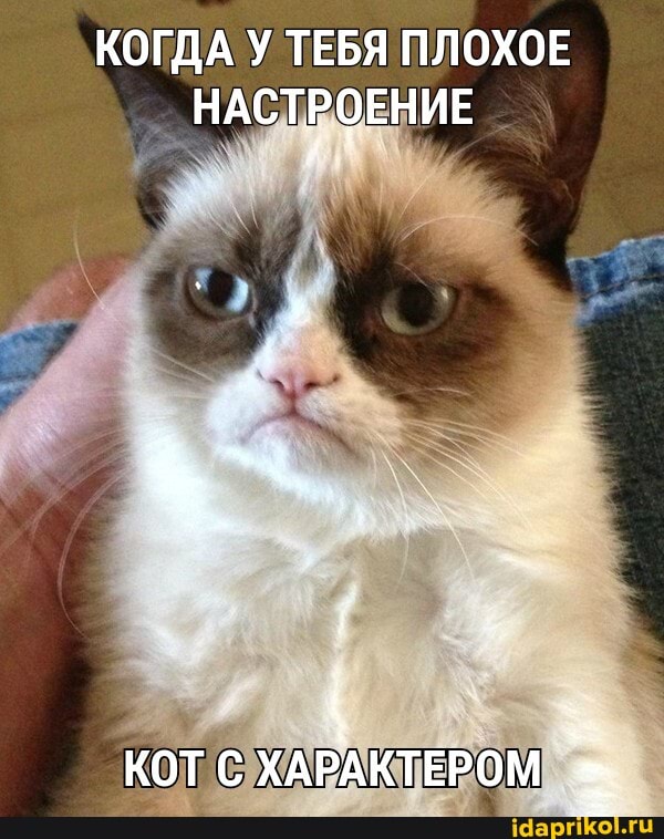 КОГДА У ТЕБЯ ПЛОХОЕ НАСТРОЕНИЕ
КОТ С ХАРАКТЕРОМ