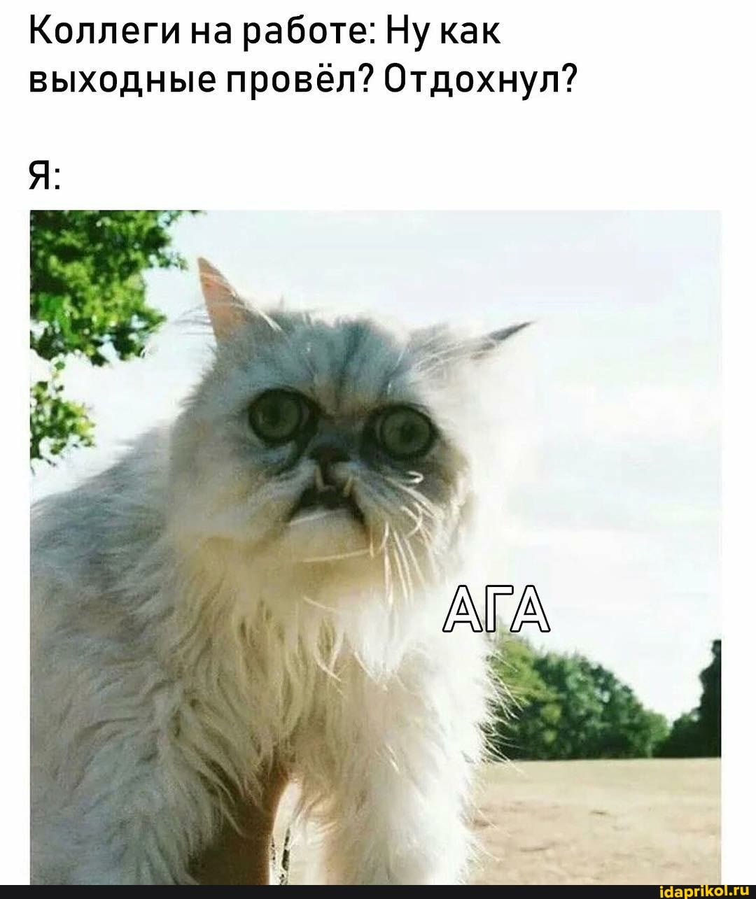 Коллеги на работе: Ну как выходные провёл? Отдохнул?