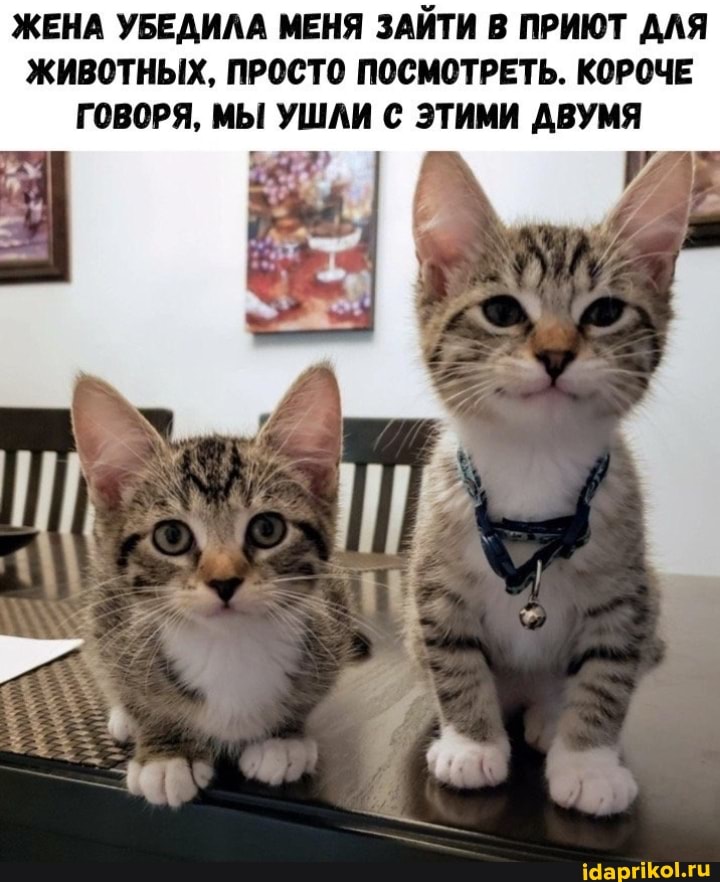 ЖЕНА УБЕДИЛА МЕНЯ ЗАЙТИ В ПРИЮТ ДЛЯ ЖИВОТНЫХ, ПРОСТО ПОСМОТРЕТЬ. КОРОЧЕ ГОВОРЯ, МЫ УШЛИ С ЭТИМИ ДВУМЯ