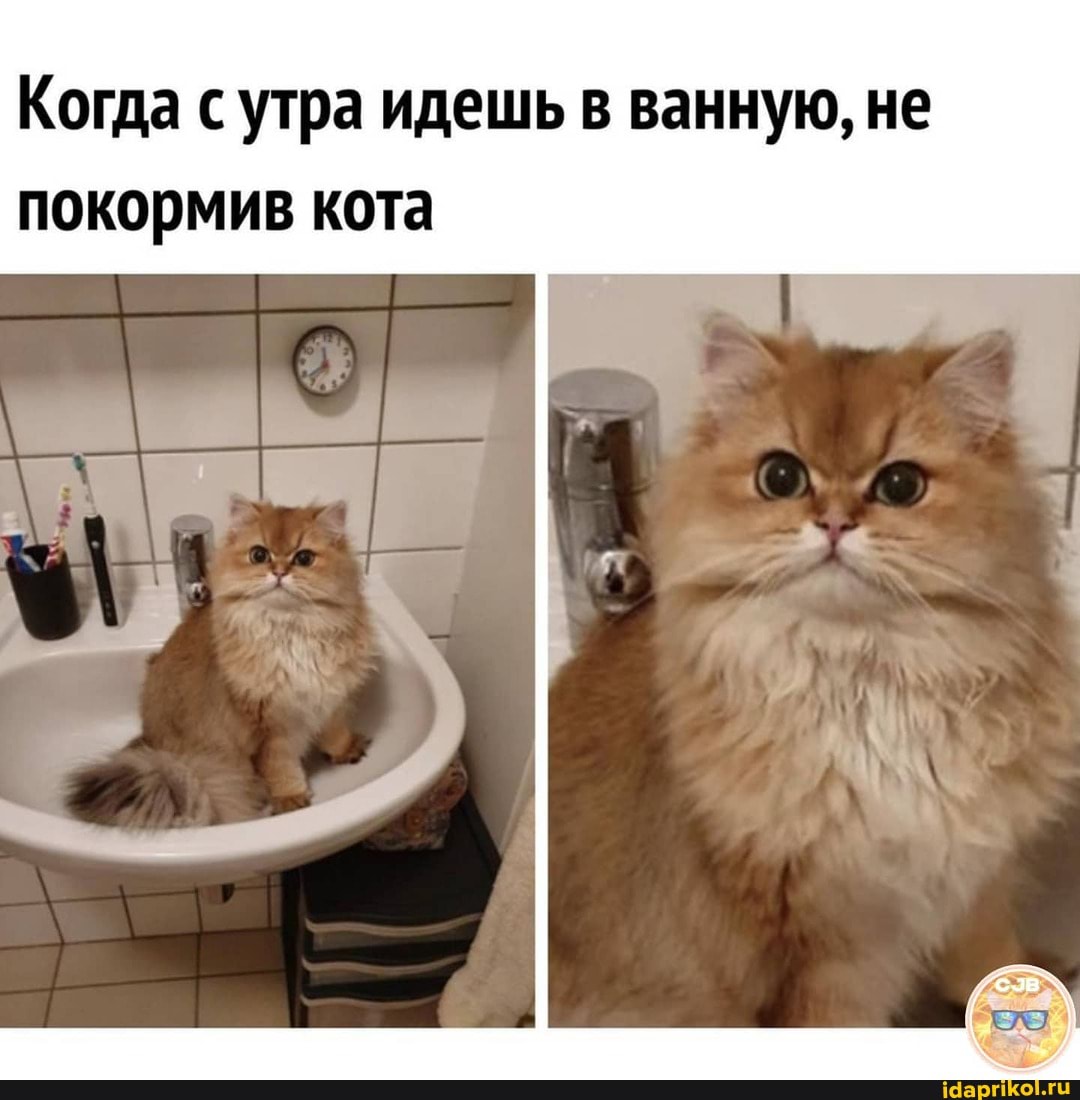Когда сутра идешь в ванную, не покормив кота