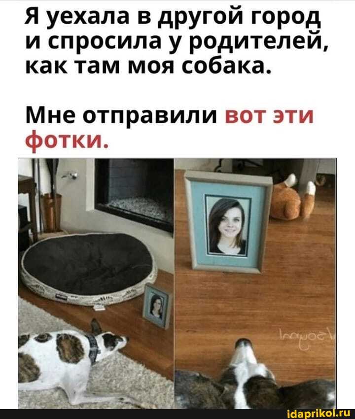 Я уехала в другой город и спросила у родителей, как там моя собака.
Мне отправили вот эти
фотки.