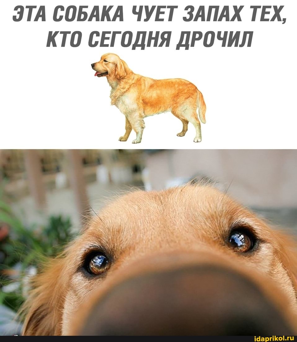 ЭТА СОБАКА ЧУЕТ ЗАПАХ ТЕХ,
КТО СЕГОДНЯ ДРОЧИЛ