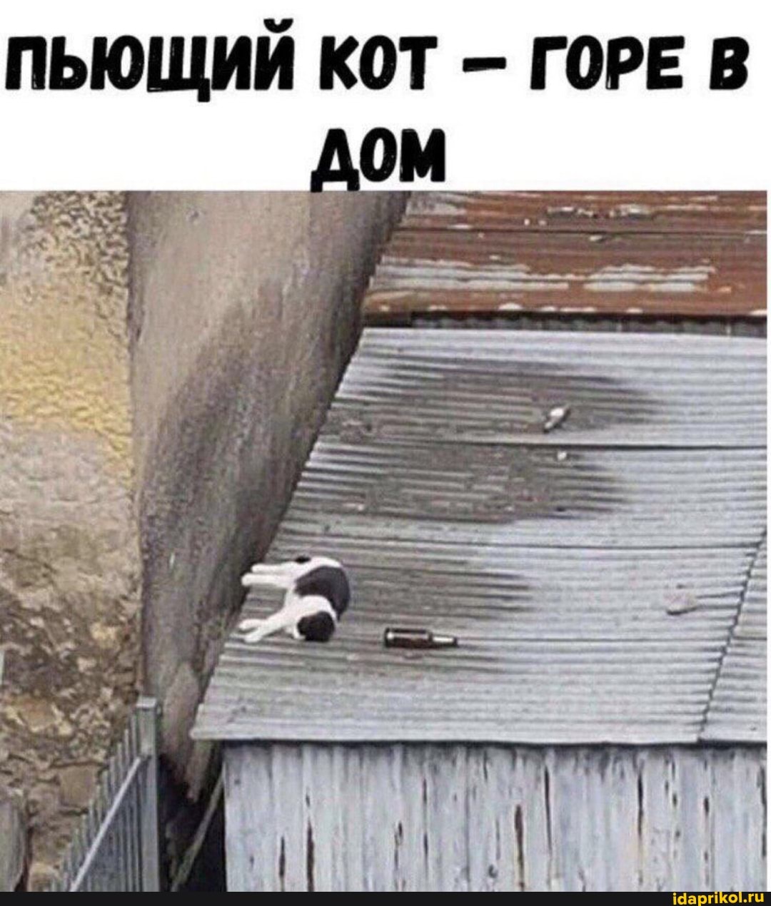ПЬЮЩИЙ КОТ - ГОРЕ В