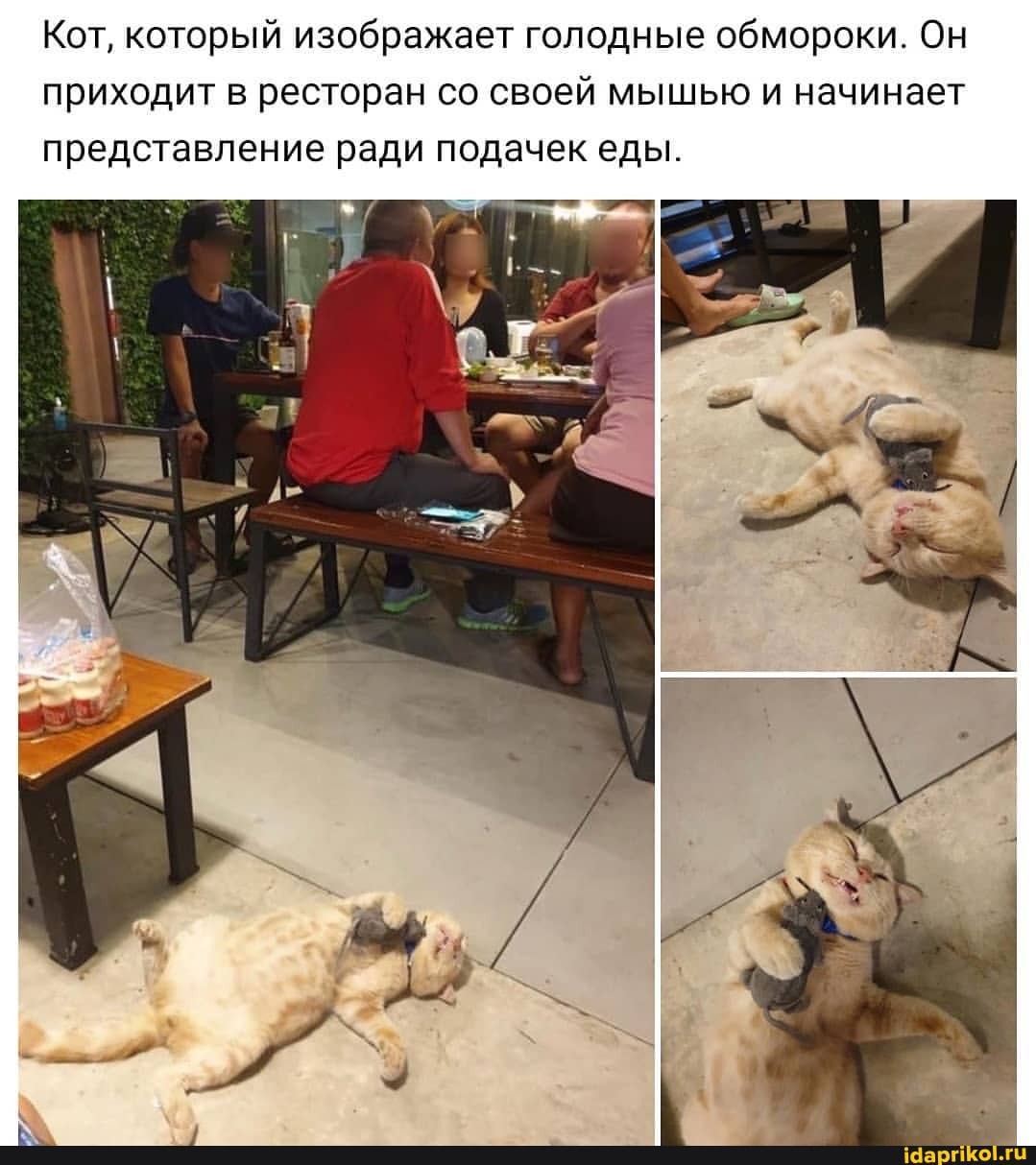 Кот, который изображает голодные обмороки. Он приходит в ресторан со своей мышью и начинает представление ради подачек еды.