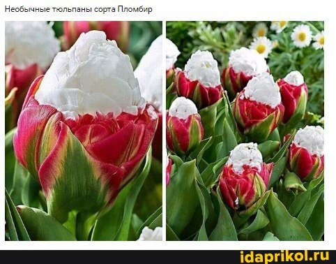 орто ыомбир,