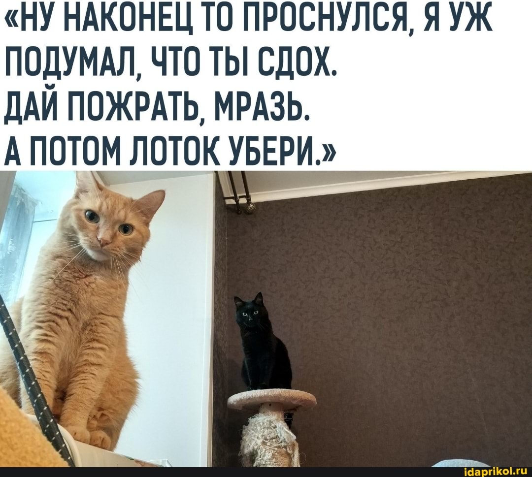 "НУ НАКОНЕЦ ТО ПРОСНУЛСЯ, ЯУЖ ПОДУМАЛ, ЧТО ТЫ СДОХ.
ДАЙ ПОЖРАТЬ, МРАЗЬ.
А ПОТОМ ЛОТОК УБЕРИ."