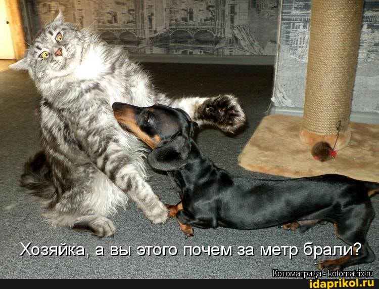 Хозяйка. а вы этого почем за метр брали?