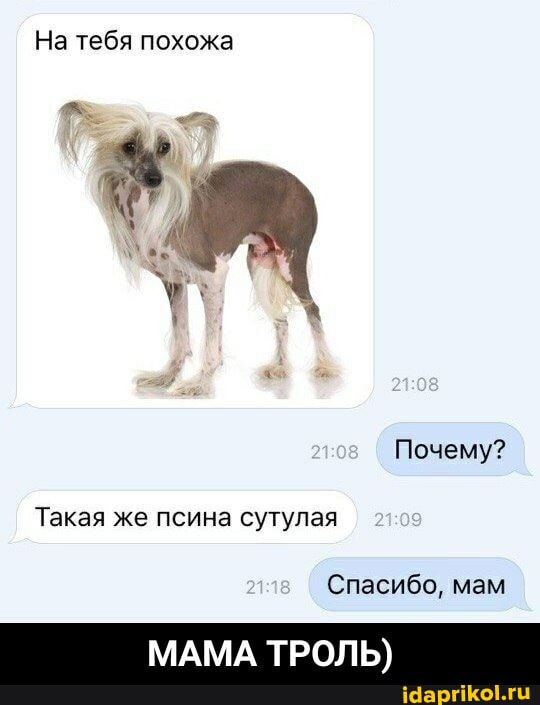 На тебя похожа
Почему?
Такая же псина сутулая
Спасибо, мам
МАМА ТРОЛЬ) - МАМА ТРОЛЬ)