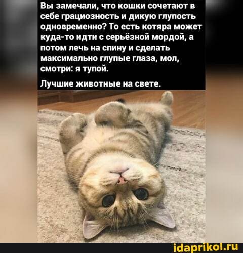 Вы замечали, что кошки сочетают в себе грациозность и дикую глупость.
одновременно? То есть котяра может куда-то идти с серьёзной мордой, а потом лечь на спину и сделать максимально глупые глаза, мол, смотри: я тупой.
Лучшие животные на свете.