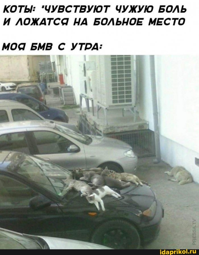 КОТЫ: "ЧУВСТВУЮТ ЧУЖУЮ БОЛЬ И ЛОЖАТСЯ НА БОЛЬНОЕ МЕСТО
МОЯ БМВ С УТРА: