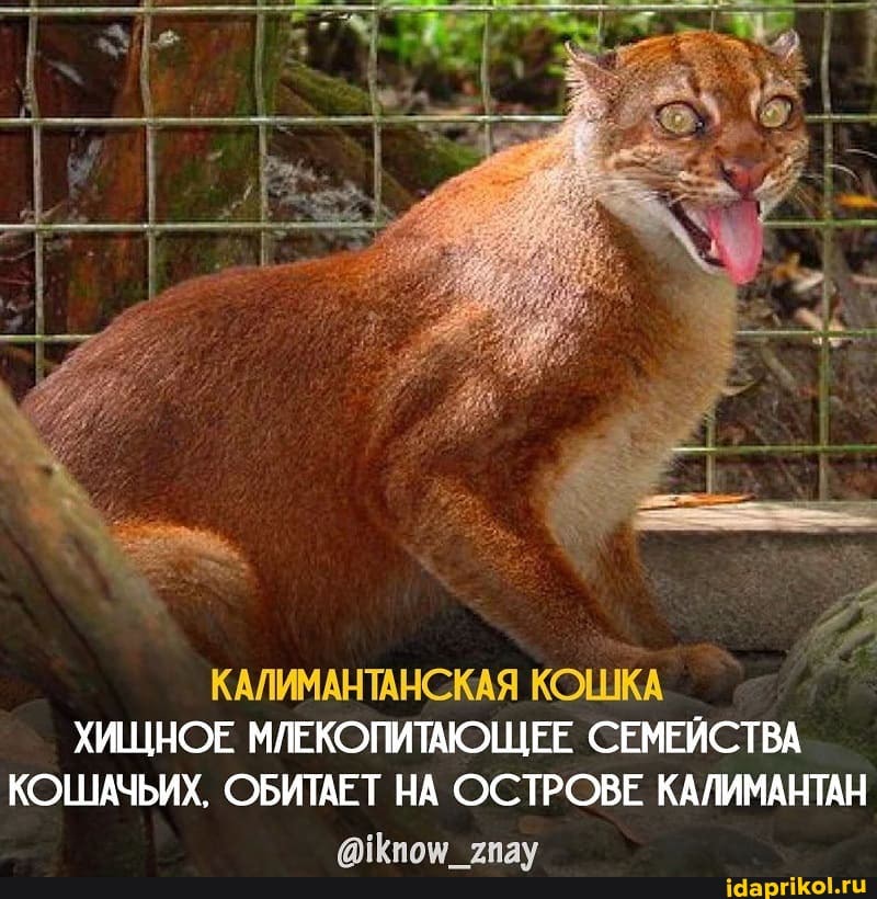 КАЛИМАНТАНСКАЯ КОШКА ХИЩНОЕ МЛЕКОПИТАЮЩЕЕ СЕМЕЙСТВА КОШАЧЬИХ. ОБИТАЕТ НА ОСТРОВЕ КАЛИМАНТАН