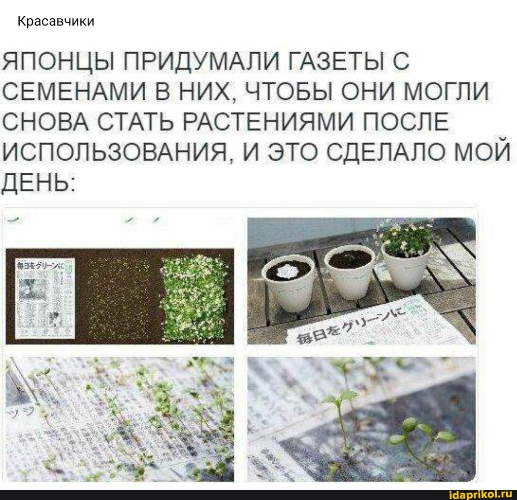 Красавчики
ЯПОНЦЫ ПРИДУМАЛИ ГАЗЕТЫ С СЕМЕНАМИ В НИХ, ЧТОБЫ ОНИ МОГЛИ СНОВА СТАТЬ РАСТЕНИЯМИ ПОСЛЕ ИСПОЛЬЗОВАНИЯ, И ЭТО СДЕЛАЛО МОЙ ДЕНЬ: